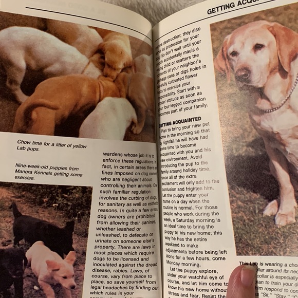 🔥4/$25🔥Labrador retrievers into guide - Picture 7 of 7